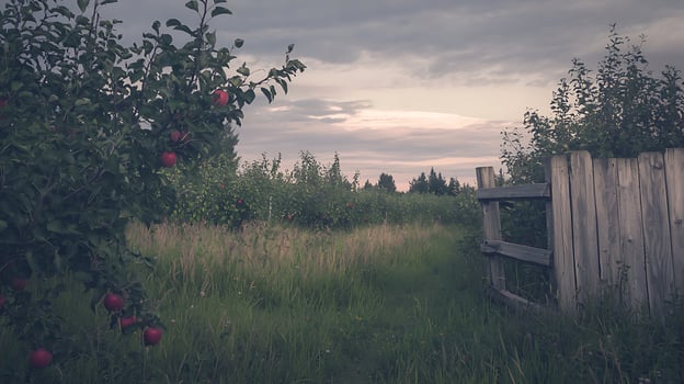 Serene Apple Orchard at Sunset Rustic Wooden Fence and Lush Green Grass. photo