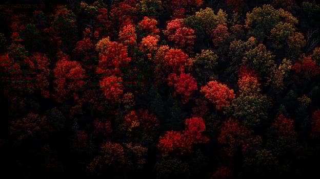 Aerial View of Autumn Forest Canopy, Red and Orange Leaves. photo