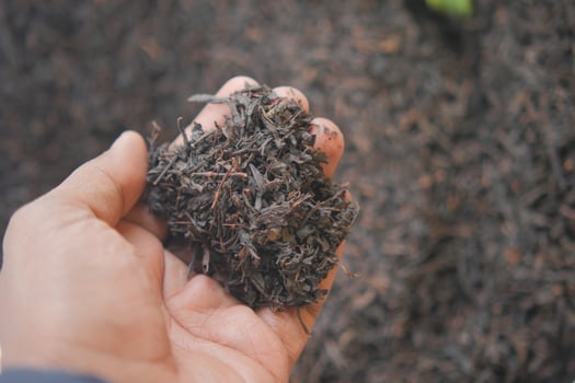 Hand holding freshly harvested black tea leaves from a farm photo
