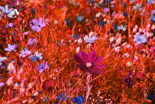 Celestial Grace The Timeless Beauty of the Cosmos Flower photo