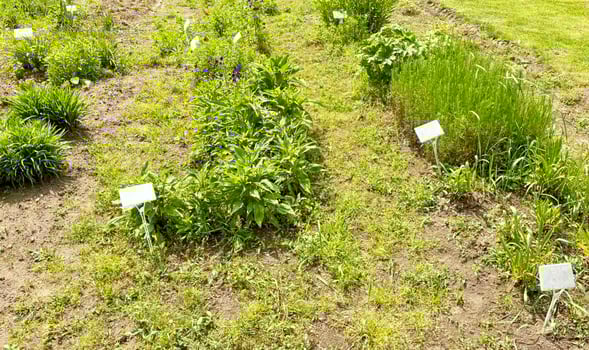 Experimental plot with young plants and white labels photo