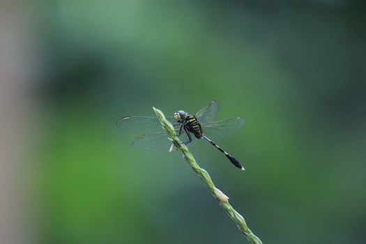 Delicate Dragonfly Resting in Nature photo