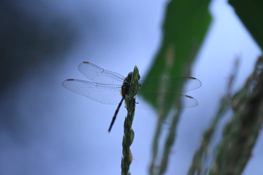 Close up of a Dragonfly with Translucent Wings photo