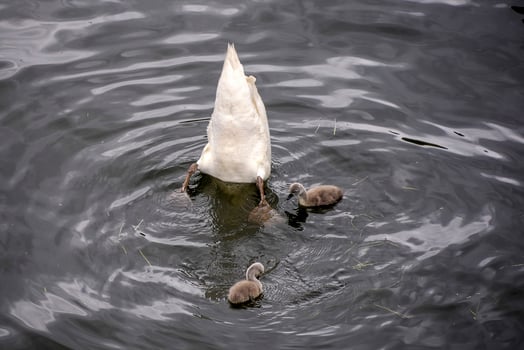 swan in a pond with baby photo