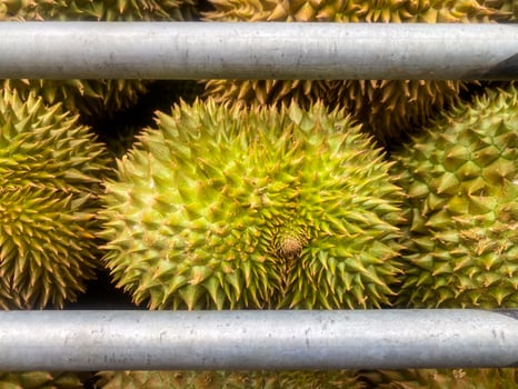 The durian fruit with Thailand reputation with intense aromas. photo
