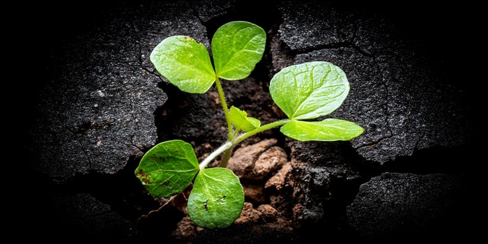 Small Plant Sprouting Through Cracked Dark Soil photo