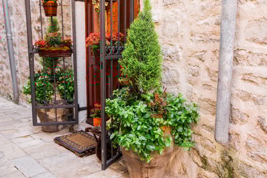 Terracotta planter with lush greenery and flowers beside vintage iron gate. Mediterranean street charm, home garden decor and rustic elegance. photo