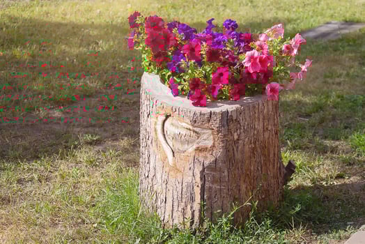 Flower flowerbed in the form of an old stump photo