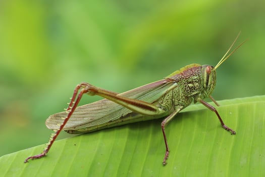 Close-up of Chondracris rosea, a giant grasshopper resting on a green banana leaf in natural light photo