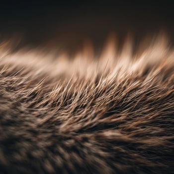 Extreme close up showing dirt grain on rough groundhog pelt coat photo