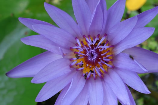 Purple lotus flowers bloom photo