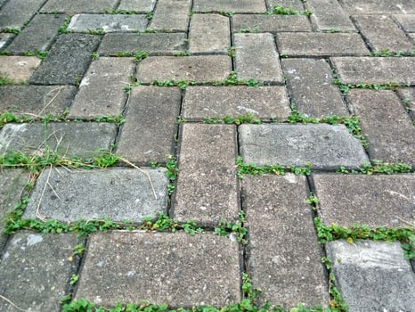 A brick patio with green plants growing on it photo