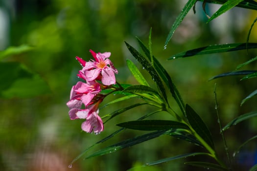 Oleander, Sweet Oleander, Rose Bay blooming in the gardens photo
