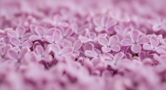 Delicate light purple lilac blossoms filling the frame with soft floral beauty photo