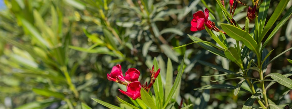 Pink oleander or Nerium oleander in bloom. Pink summer oleander background. Banner with copy space photo