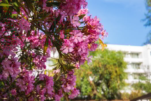 A cluster of pink oleander flowers in sunlight dominates the foreground, with a white modern building surrounded by greenery under a bright blue sky. photo