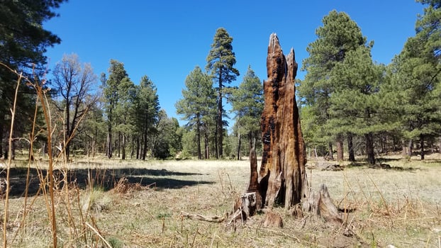 Burnt Tree Stump on Carr Lake Trail in the Apache Sitgreaves National Forest photo