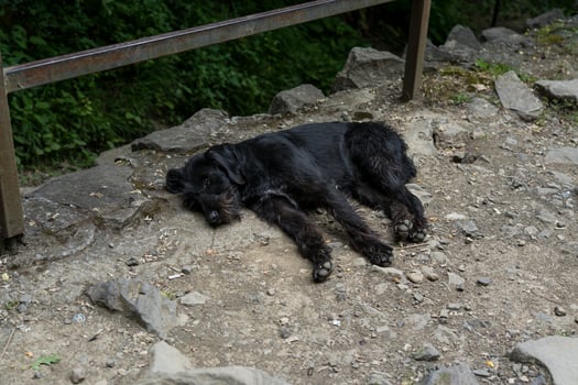 A black, street dog is sleeping. A dog is resting in Georgia photo