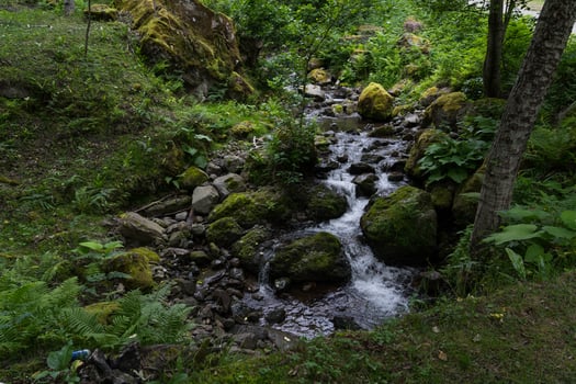 A thin, wooded river in Georgia photo