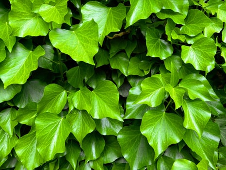 Juicy fresh green leaves of the bush. Horizontal background with green leaves. photo