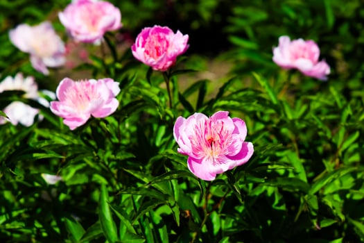 Beautiful peonies blooming in a garden during bright spring afternoon in full sunlight photo