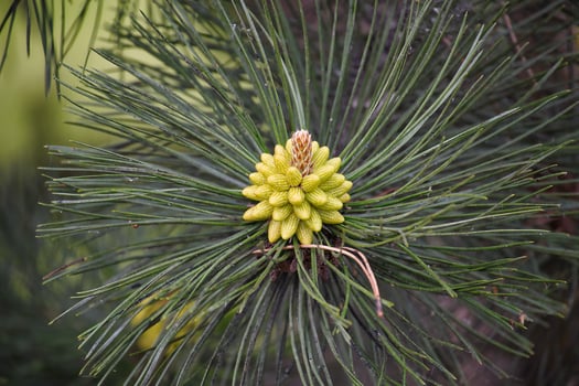 Close-Up of a Fresh Pine Tree Bud Surrounded by Dense Green Needles photo