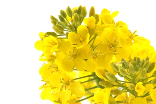 Close-Up of Yellow Rapeseed Flowers Isolated on White Background photo