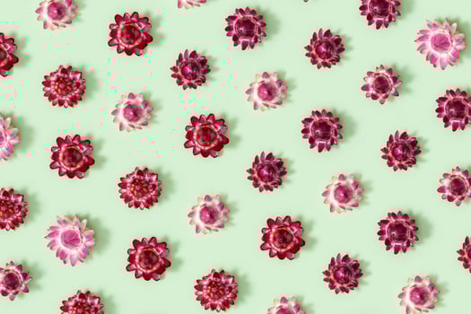 Delicate dry flowers, red blossoms, close up herbarium. Natural flowery pattern photo