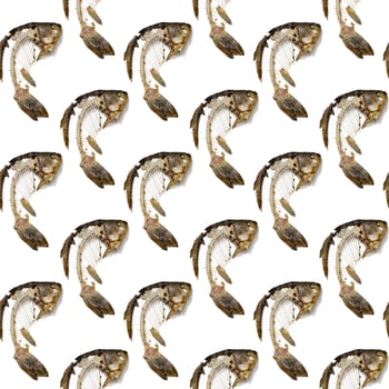 Seamless pattern from fish skeleton that was eaten. Bones crucian carp isolated, creative food print. photo