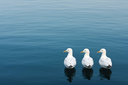 Three Seagulls on Calm Water A Serene Seascape. The image showcases three white seagulls floating peacefully on a tranquil blue o photo
