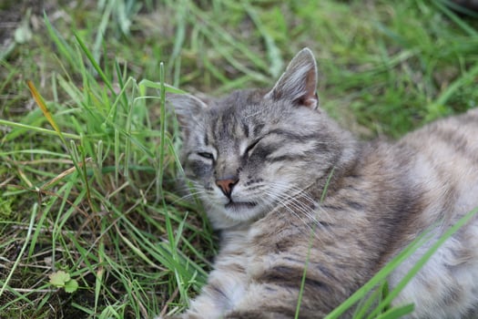 A cat laying in the grass photo