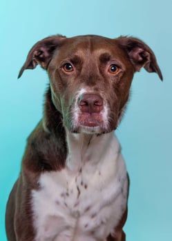 A brown and white dog with a blue background photo