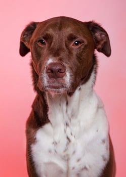 A brown and white dog with a pink background photo