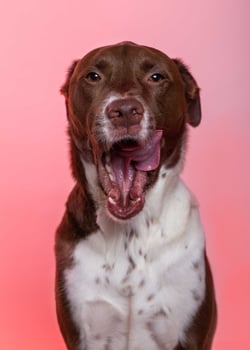 A dog with its tongue out on a pink background photo