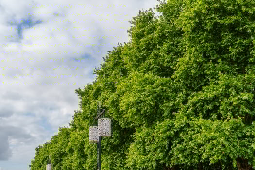 A row of trees with a lantern photo