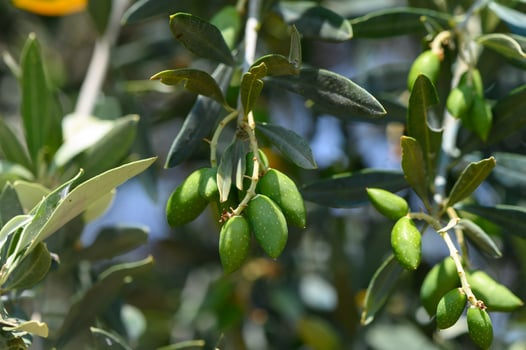 Fresh young olives on a tree branch, growing in a sunny garden in Cyprus. photo