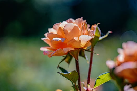 Blooming peach rose in a garden photo