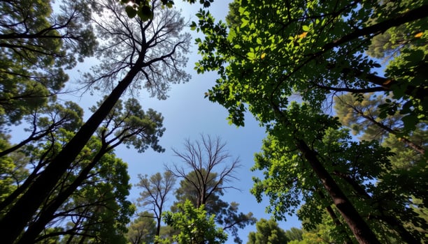 a gap in the trees revealing a jungle sky. photo