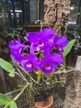 Vibrant purple orchids blooming in a tropical garden setting photo