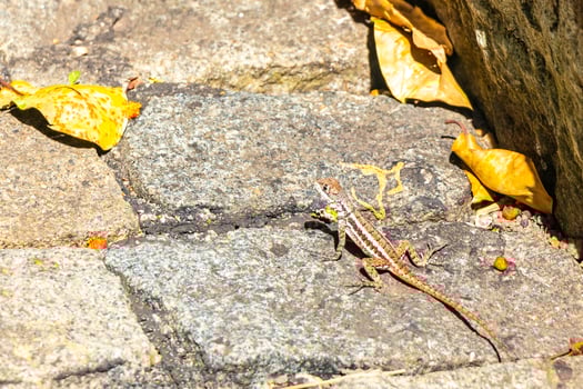 Lizard on rock in tropical rainforest in Brazil. photo