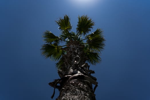 Palm tree on the background of sky and sun in Batumi photo