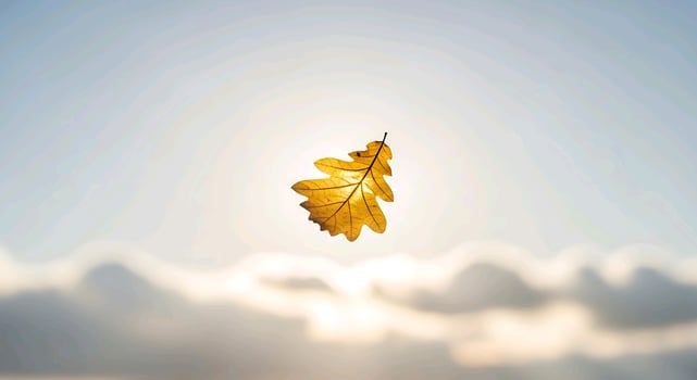 a single leaf floating in the air photo