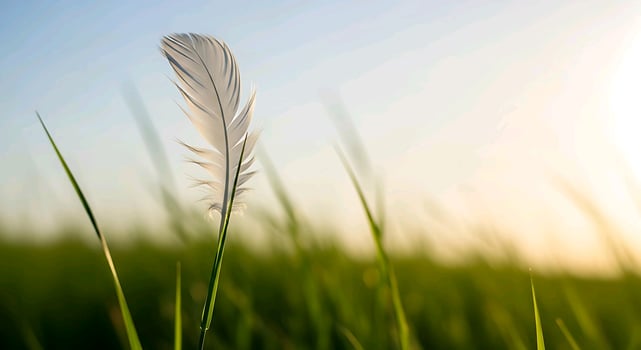 a white feather is sitting in the grass photo