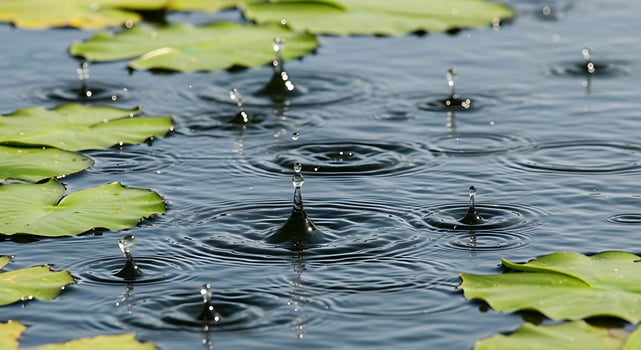water lily leaves and water droplets in a pond photo