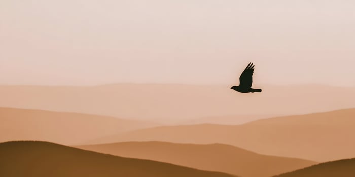 Silhouette Bird Flying Over Mountains at Sunset Orange Landscape photo