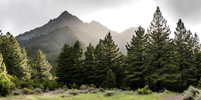 Majestic Mountain Landscape with Pine Trees and Cloudy Sky photo