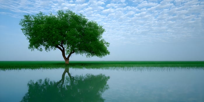 Single Green Tree Reflection in Calm Water Green Field Blue Sky photo