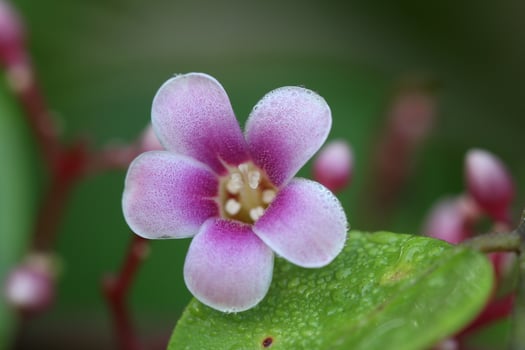 Close-up of a single Starfruit Flower in Bloom photo
