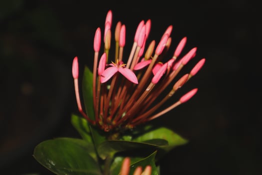 pink flowers on black background photo
