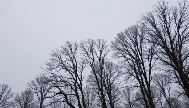 bare winter trees against a pale gray sky. photo